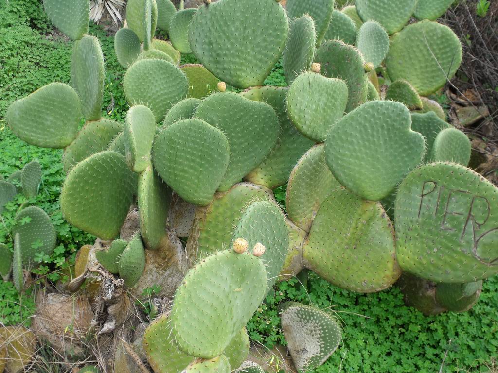 Opuntia spinulifera / Fico d''India a spine piccole